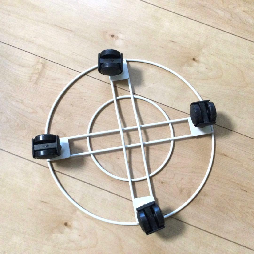 オキシカルジウム　ブラジル　ヘゴ仕立て　画像のままを発送