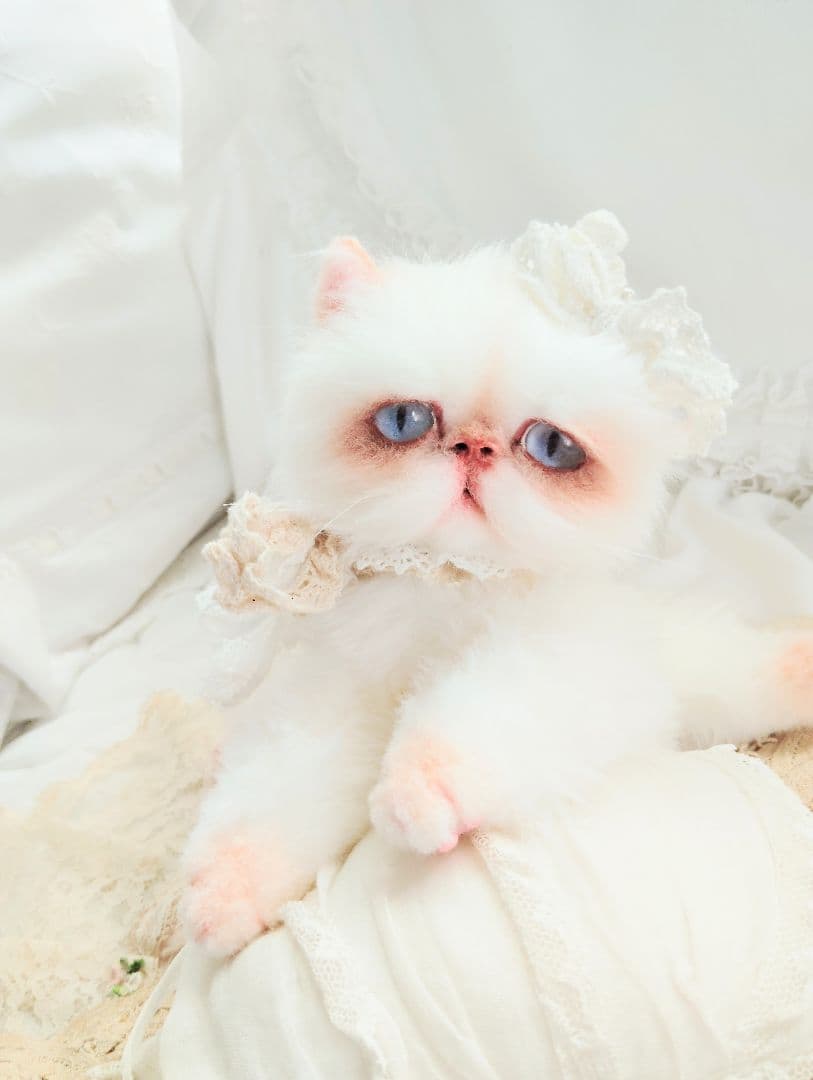 生後6ヶ月♡エキゾチック子猫ちゃん♡アートドール♡ぬいぐるみ♡