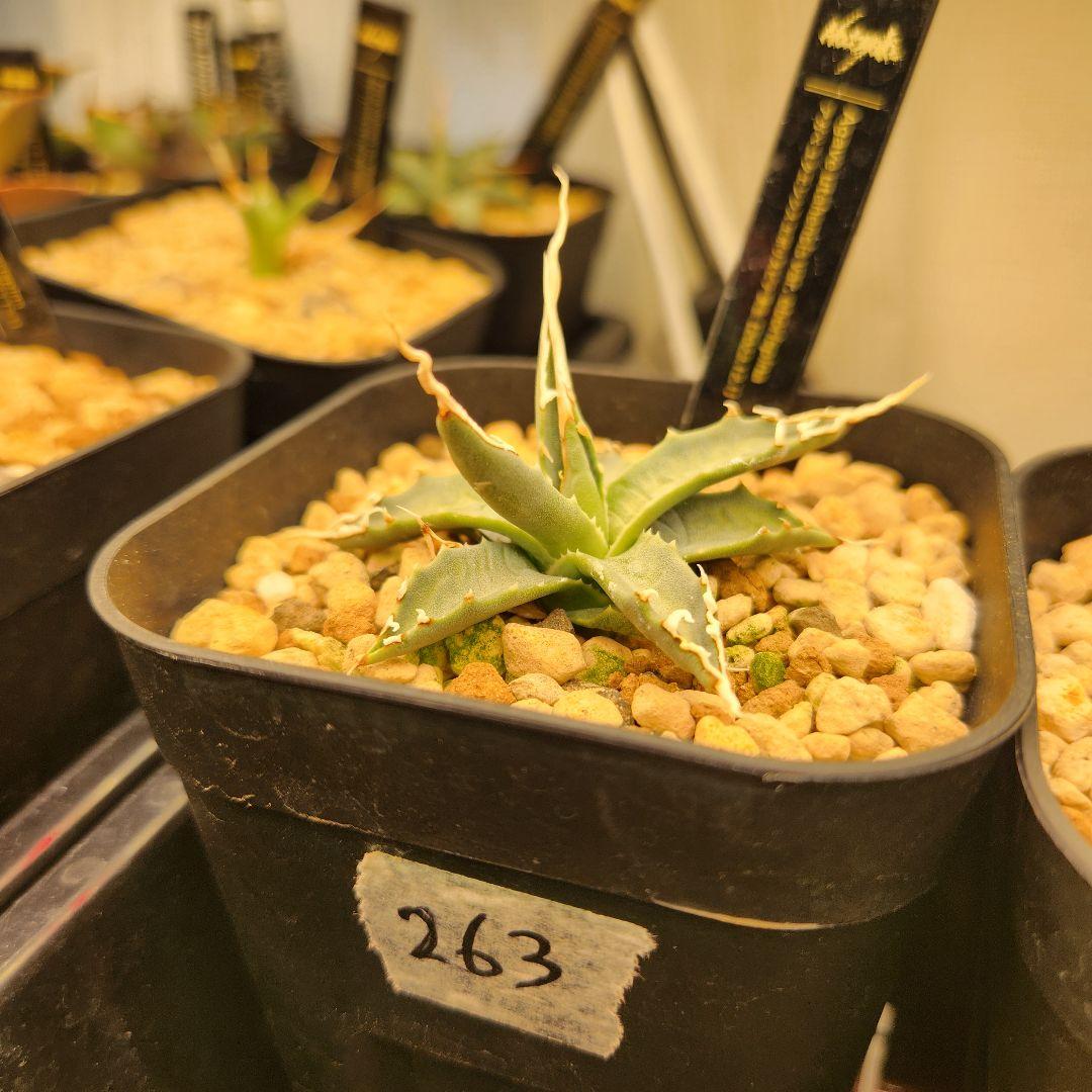 263✳陽炎✳【12.20写真更新】アガベ ユタエンシス エボリスピナ 実生