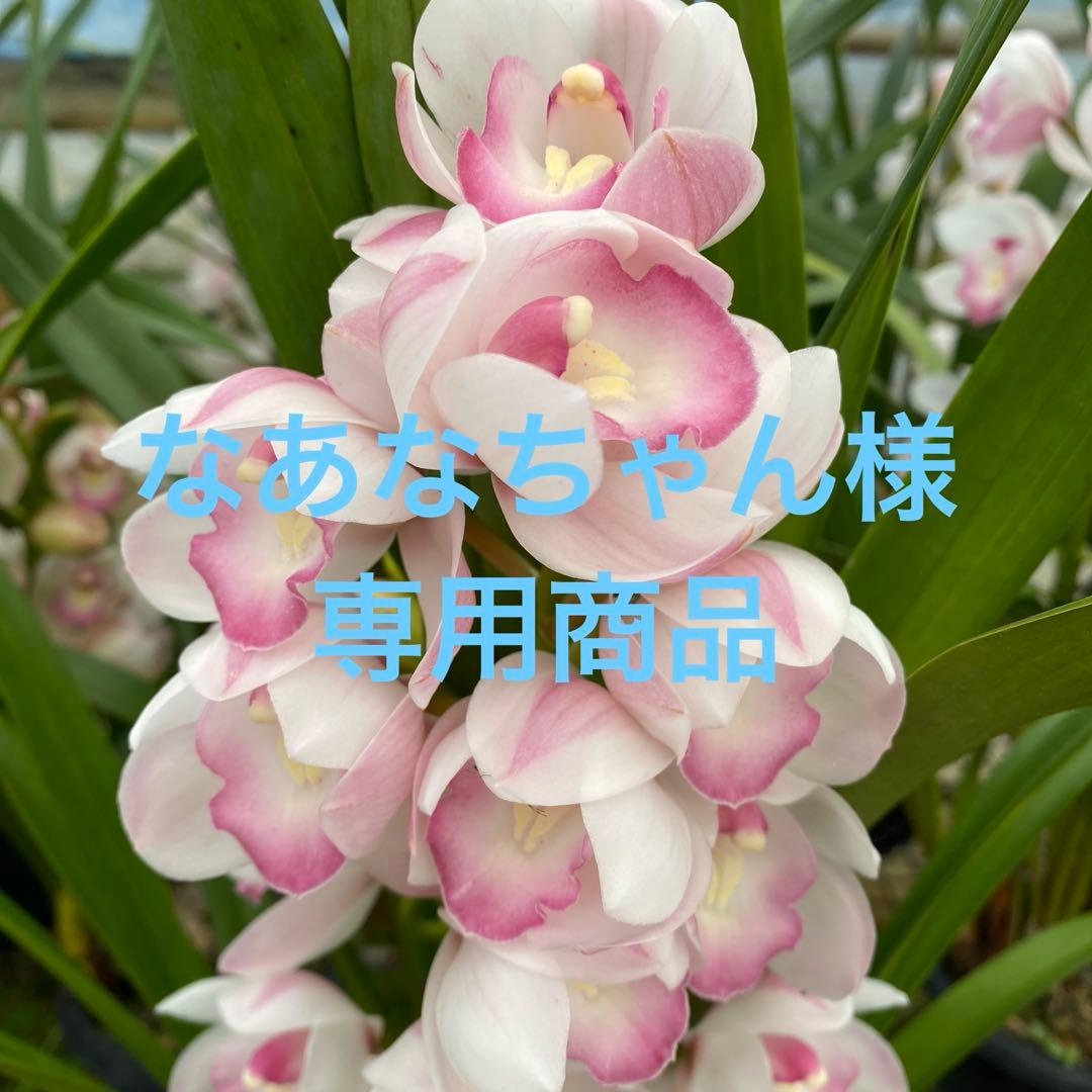 シンビジューム切り花　なあなちゃん　ミックス10本