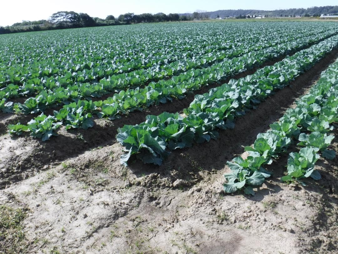 竹パウダー６：発酵熟成竹・土壌改良剤・家庭菜園・農業：100ℓ