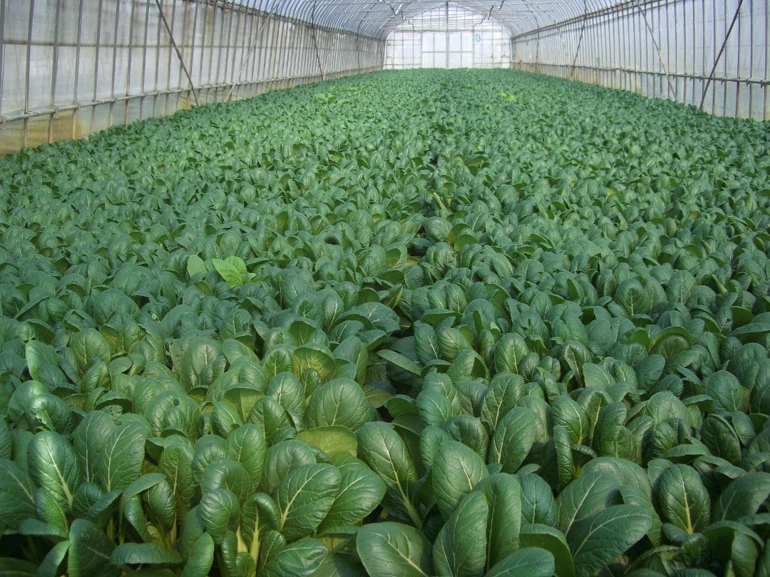 竹パウダー６：発酵熟成竹・土壌改良剤・家庭菜園・農業：100ℓ