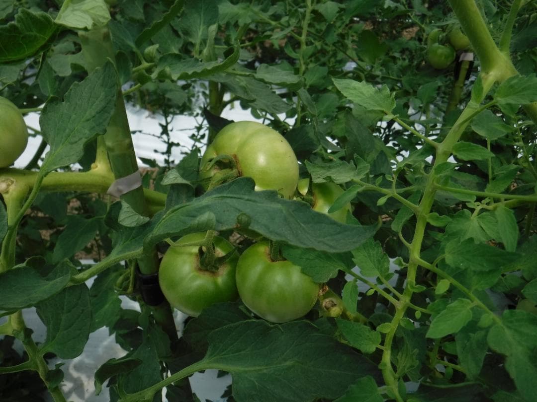 竹パウダー６：発酵熟成竹・土壌改良剤・家庭菜園・農業：100ℓ