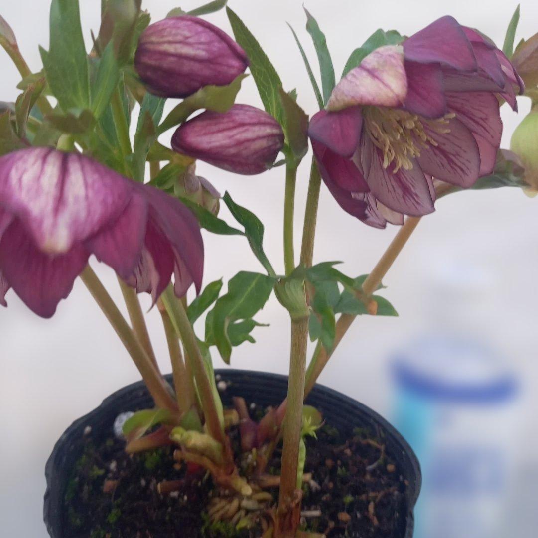 専用、花色キレイ！2種植えクリスマスローズ、大苗、開花株