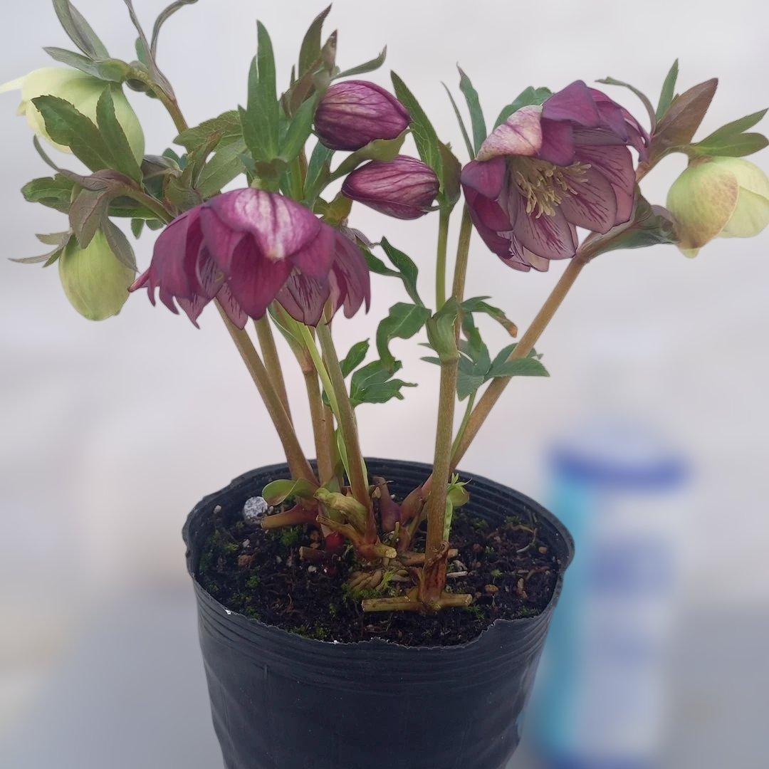 専用、花色キレイ！2種植えクリスマスローズ、大苗、開花株