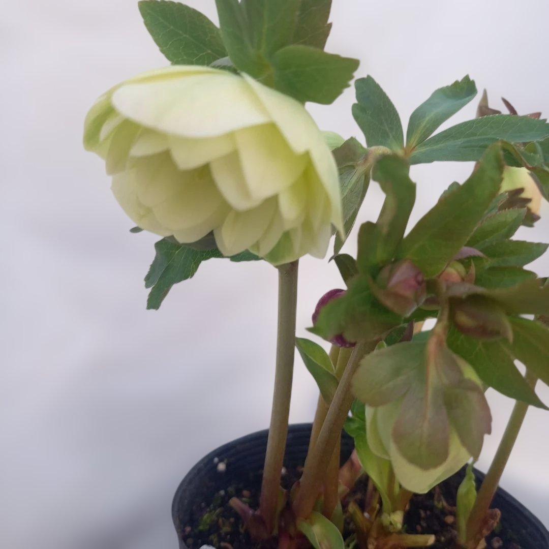 専用、花色キレイ！2種植えクリスマスローズ、大苗、開花株