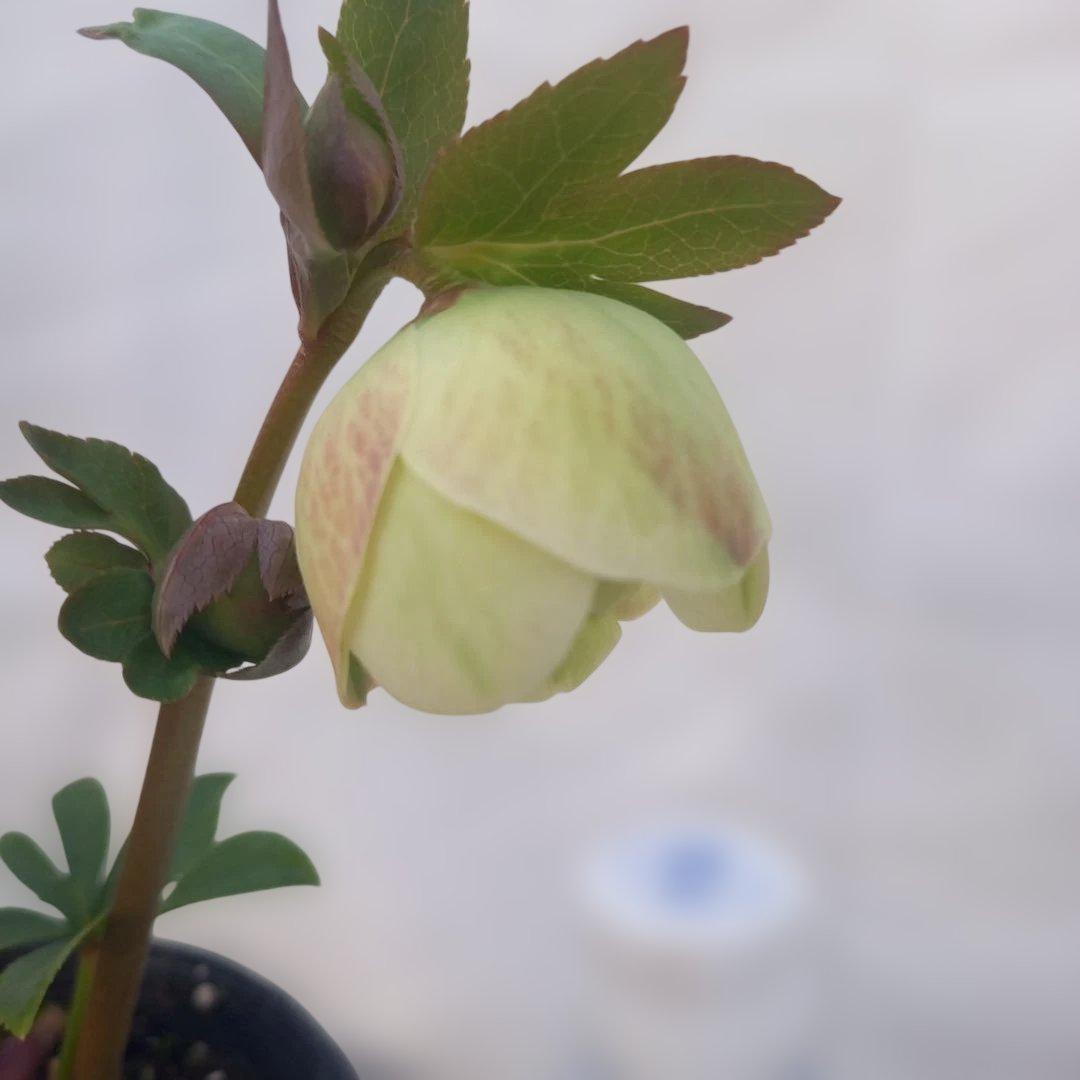 専用、花色キレイ！2種植えクリスマスローズ、大苗、開花株