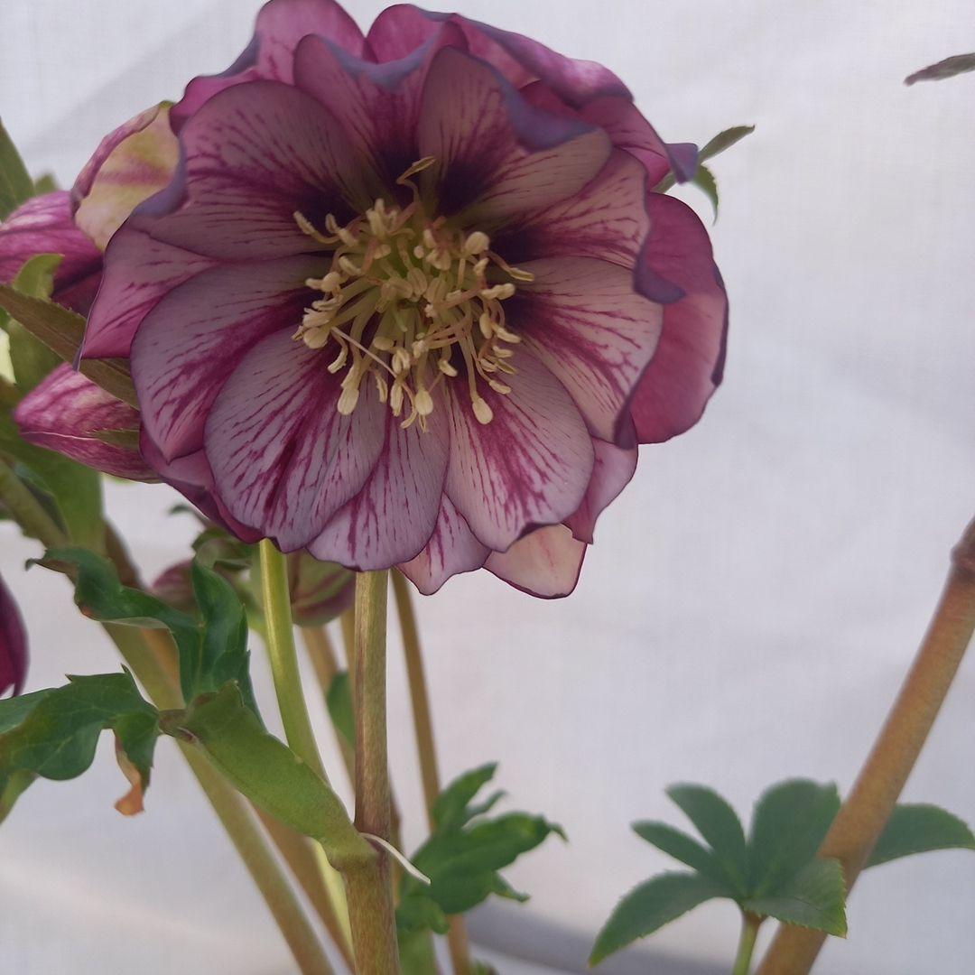 専用、花色キレイ！2種植えクリスマスローズ、大苗、開花株