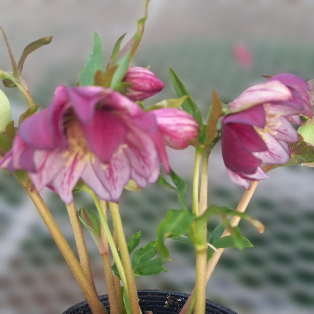 専用、花色キレイ！2種植えクリスマスローズ、大苗、開花株