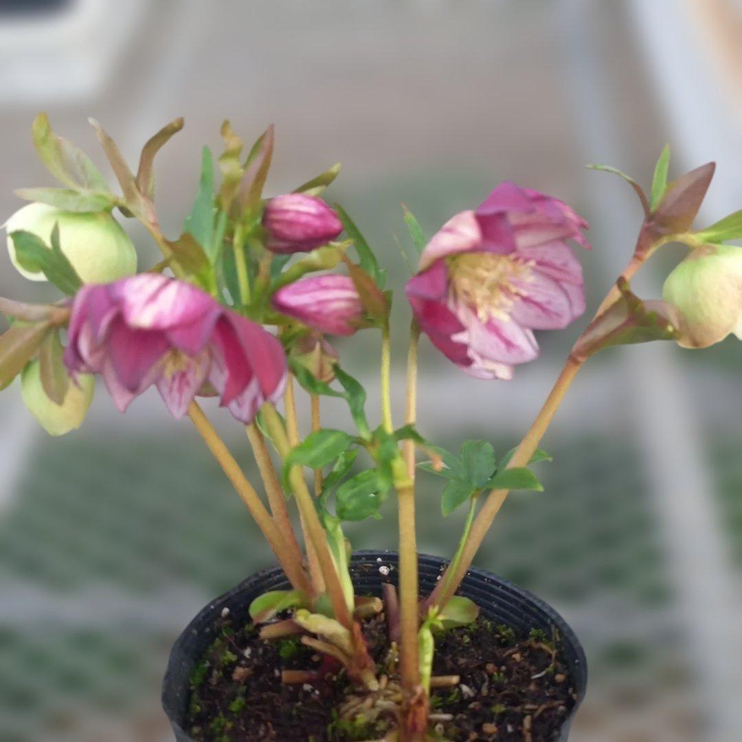 専用、花色キレイ！2種植えクリスマスローズ、大苗、開花株