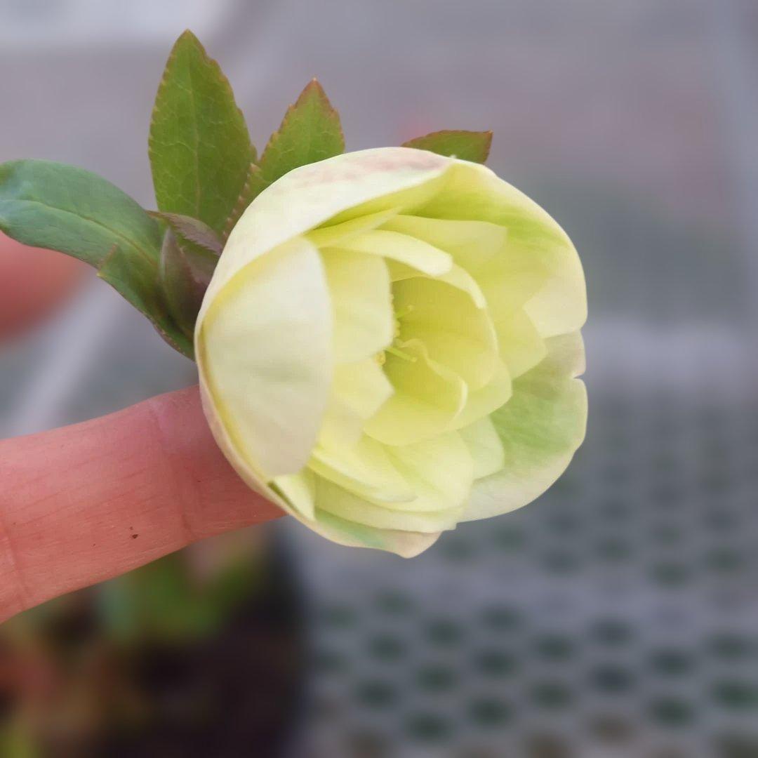 専用、花色キレイ！2種植えクリスマスローズ、大苗、開花株