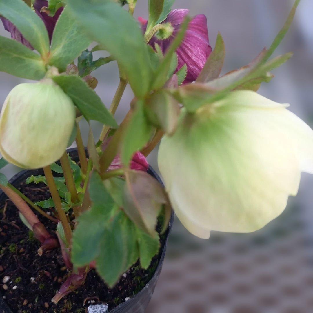 専用、花色キレイ！2種植えクリスマスローズ、大苗、開花株