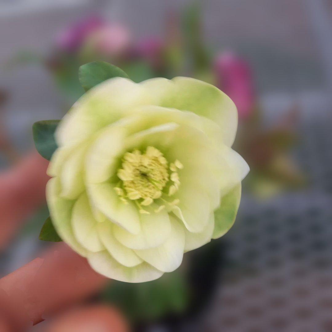 専用、花色キレイ！2種植えクリスマスローズ、大苗、開花株