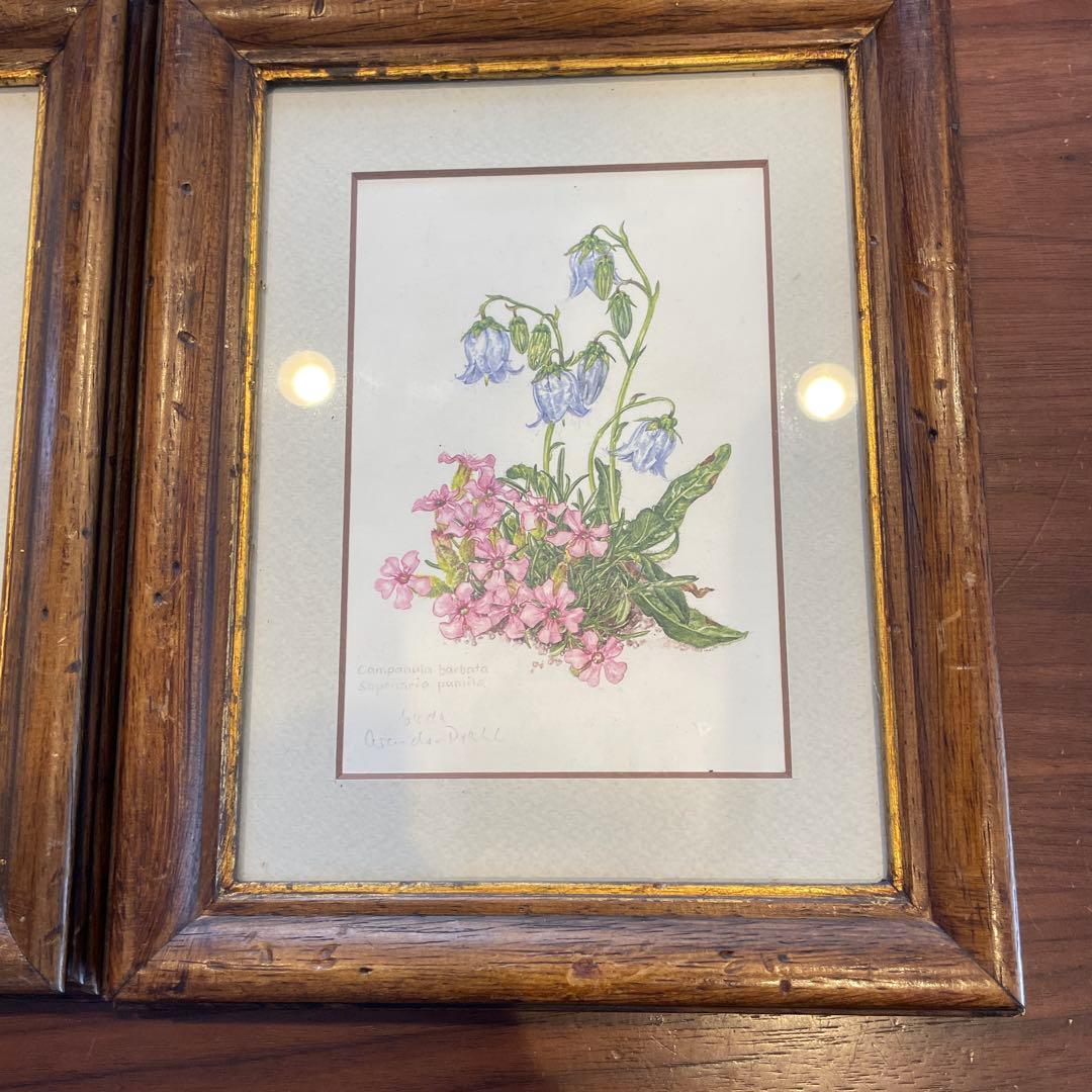 ドイツ 植物画 ボタニカルアート ３セット