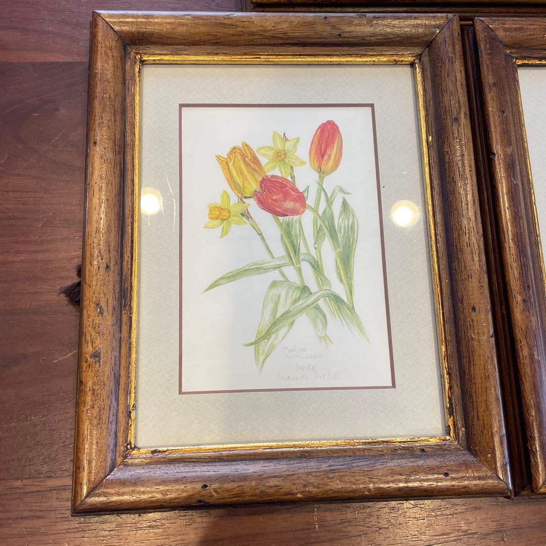 ドイツ 植物画 ボタニカルアート ３セット