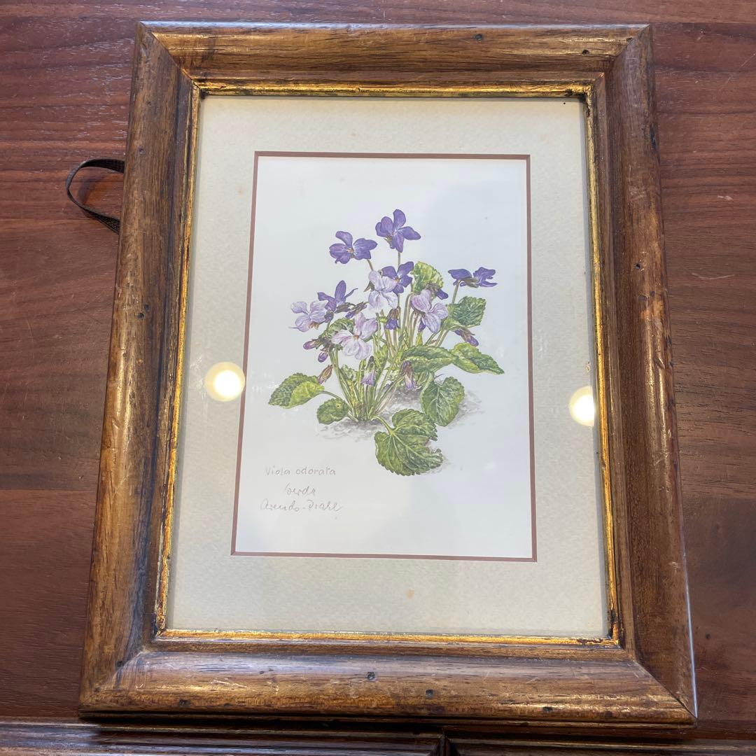 ドイツ 植物画 ボタニカルアート ３セット