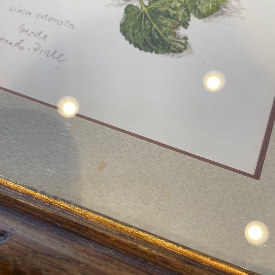 ドイツ 植物画 ボタニカルアート ３セット