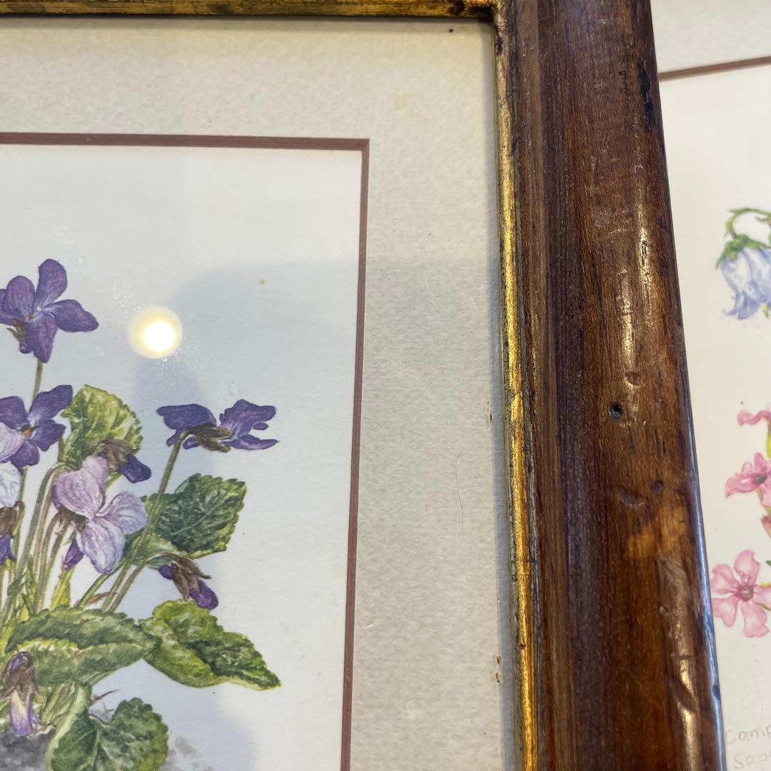 ドイツ 植物画 ボタニカルアート ３セット