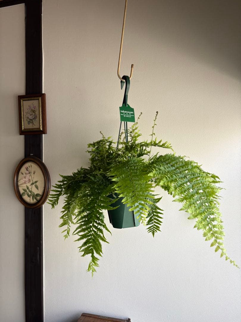 ゴニオフレビウム ナイティ 5号 吊り鉢