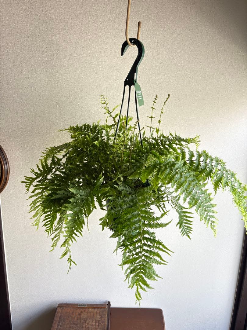 ゴニオフレビウム ナイティ 5号 吊り鉢