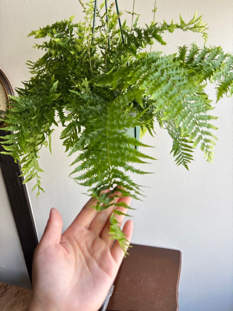 ゴニオフレビウム ナイティ 5号 吊り鉢