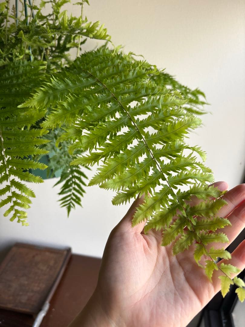 ゴニオフレビウム ナイティ 5号 吊り鉢