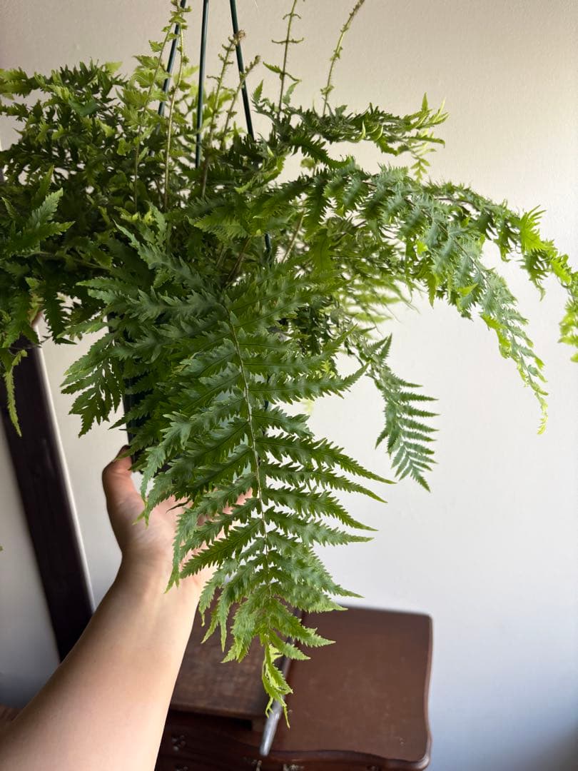 ゴニオフレビウム ナイティ 5号 吊り鉢