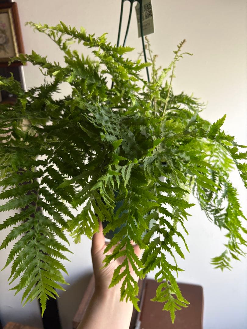 ゴニオフレビウム ナイティ 5号 吊り鉢