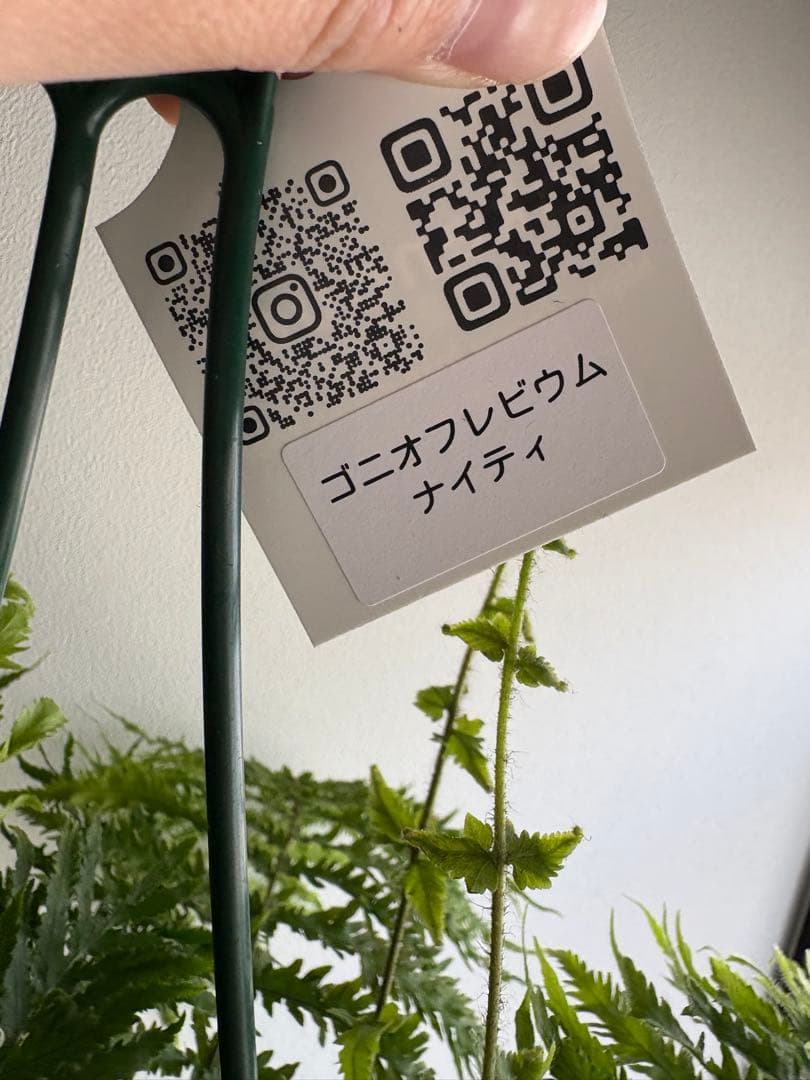 ゴニオフレビウム ナイティ 5号 吊り鉢