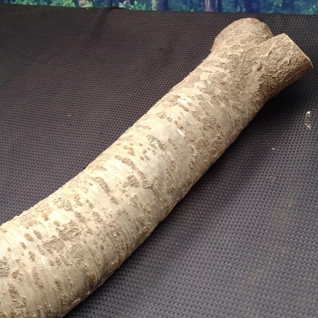 交渉中です！桜の原木