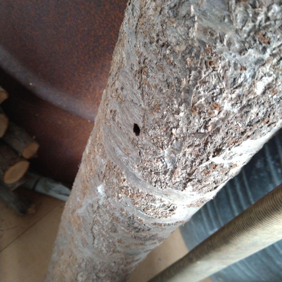 交渉中です！桜の原木