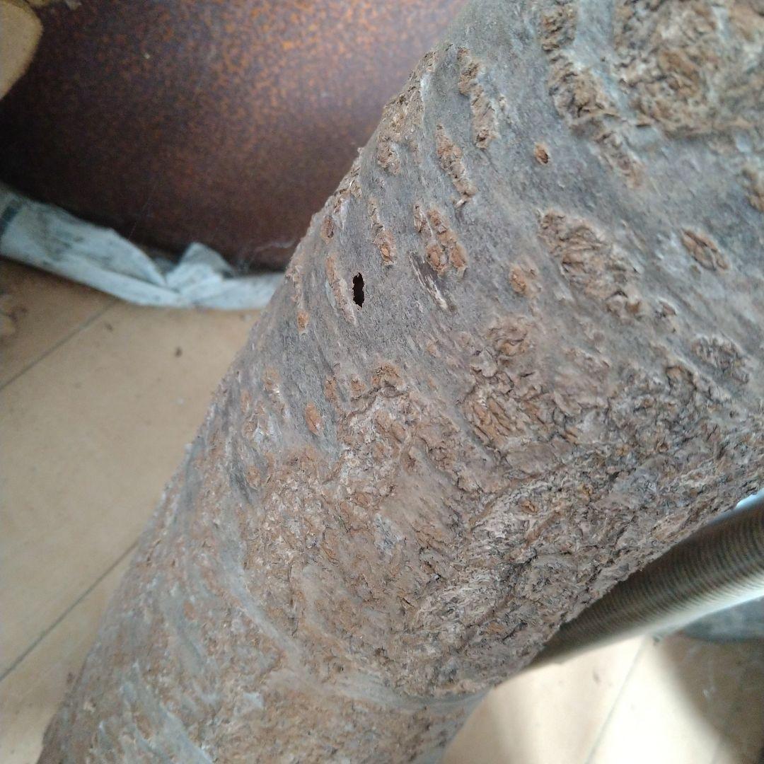 交渉中です！桜の原木