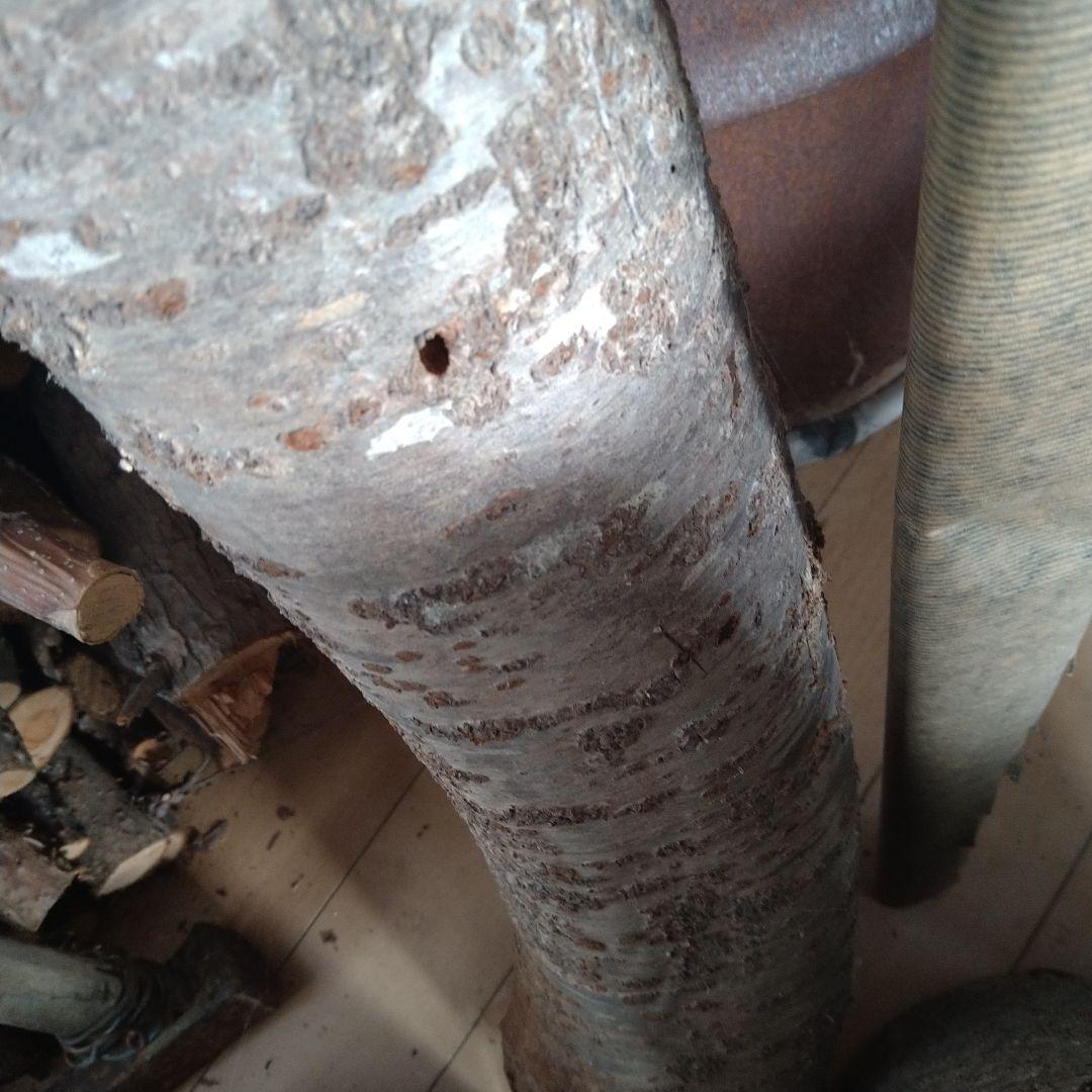 交渉中です！桜の原木