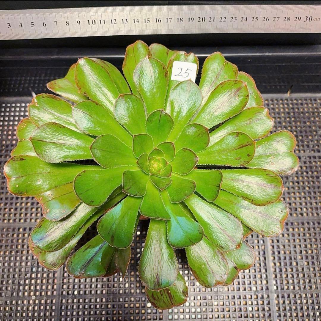 25#多肉植物アエオニウム❤️またら❤️1大頭25cmカット苗