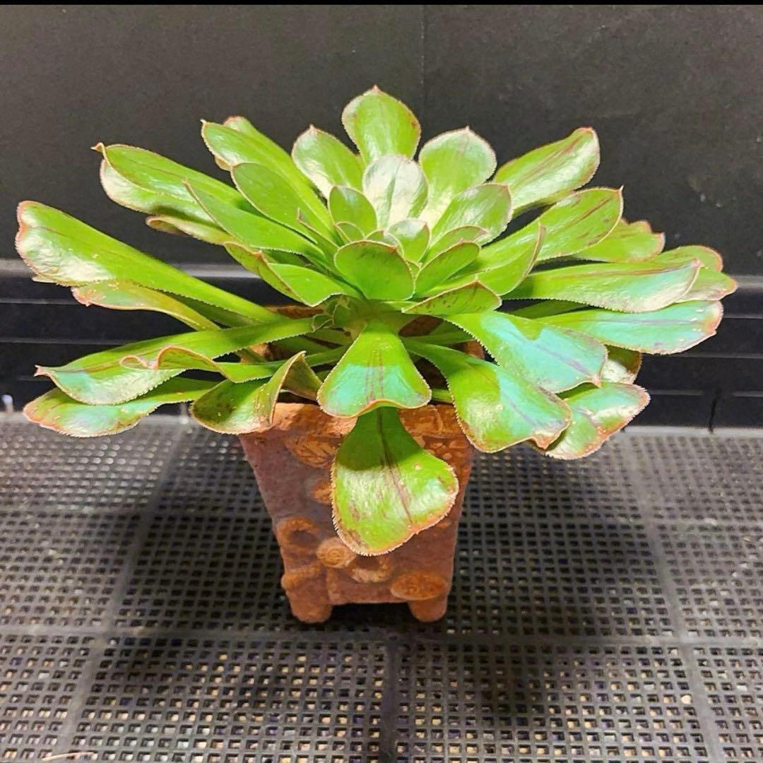25#多肉植物アエオニウム❤️またら❤️1大頭25cmカット苗