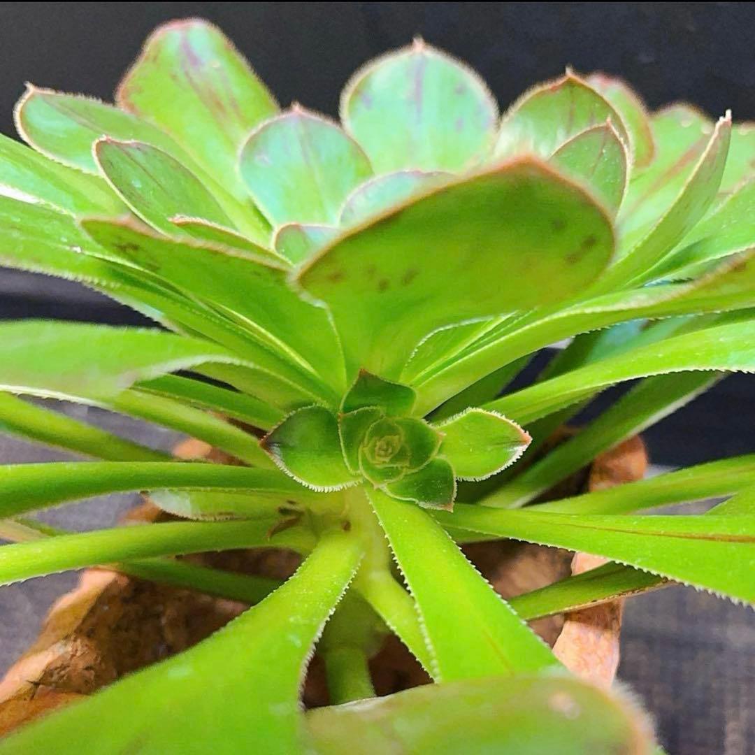 25#多肉植物アエオニウム❤️またら❤️1大頭25cmカット苗