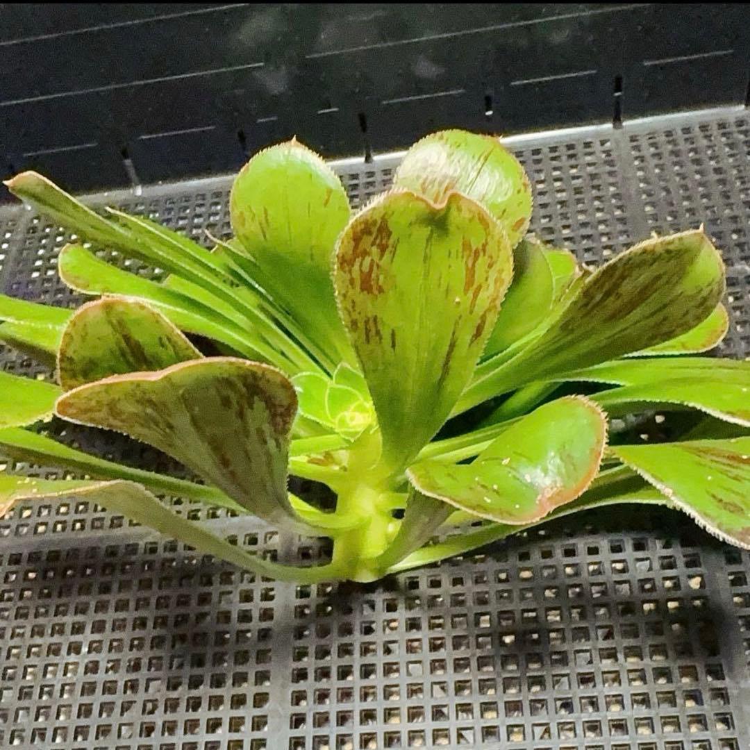 25#多肉植物アエオニウム❤️またら❤️1大頭25cmカット苗