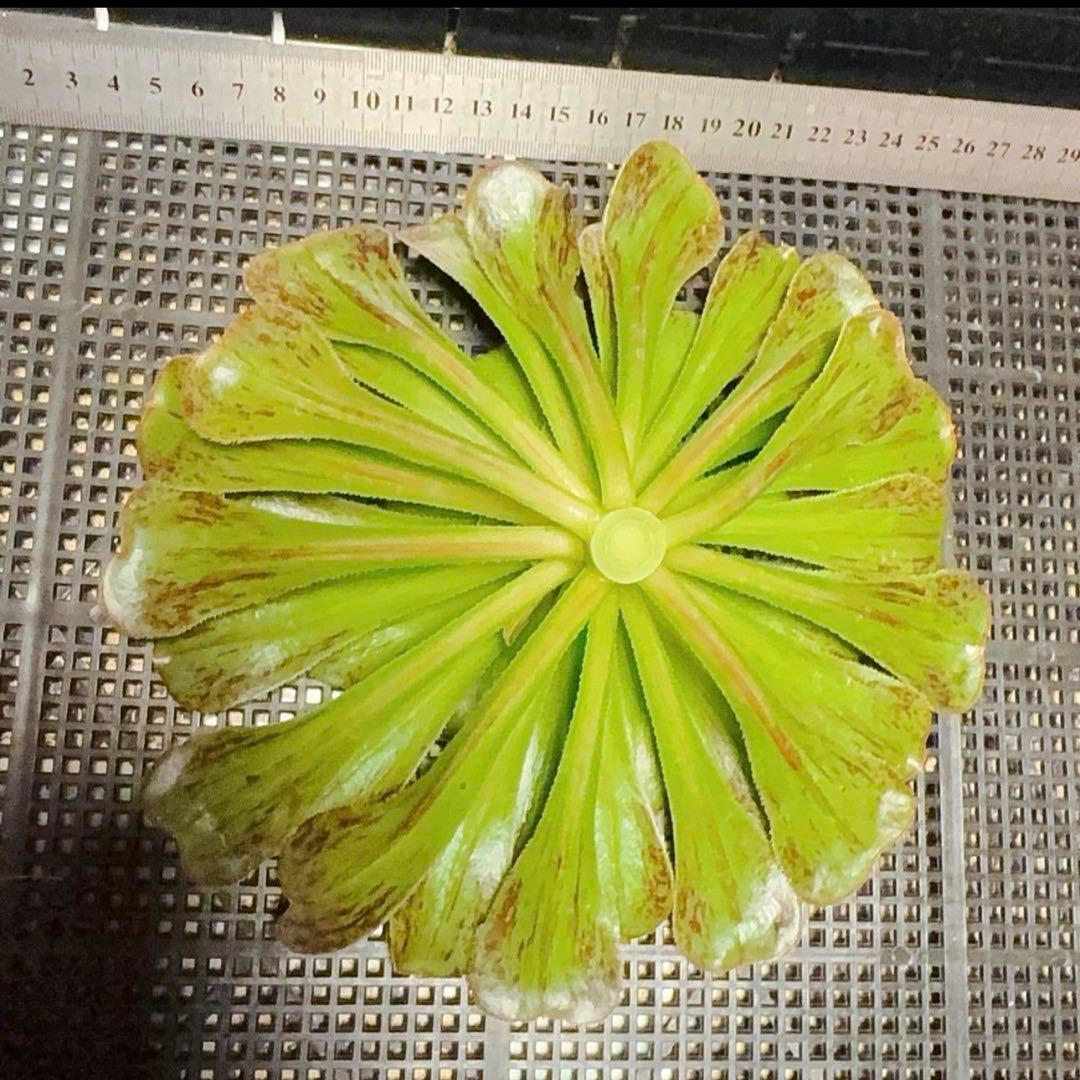 25#多肉植物アエオニウム❤️またら❤️1大頭25cmカット苗