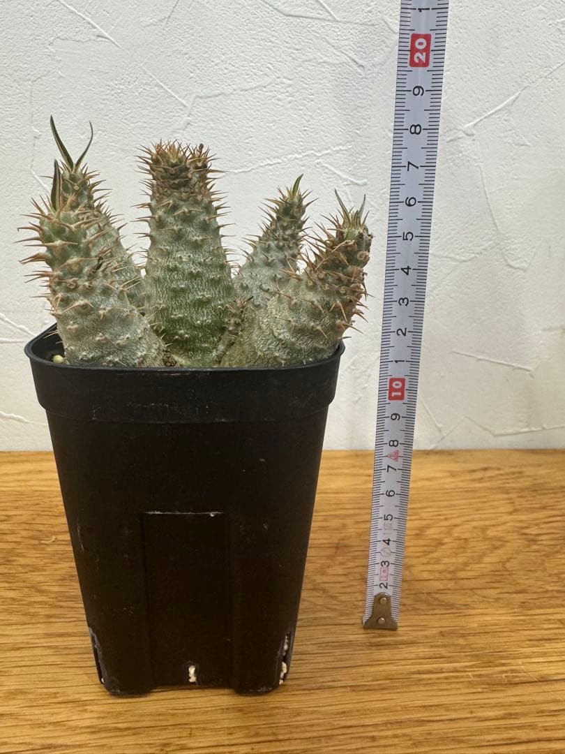 【鉢植えのまま発送】多頭 グラキリス 実生 5年株⑥