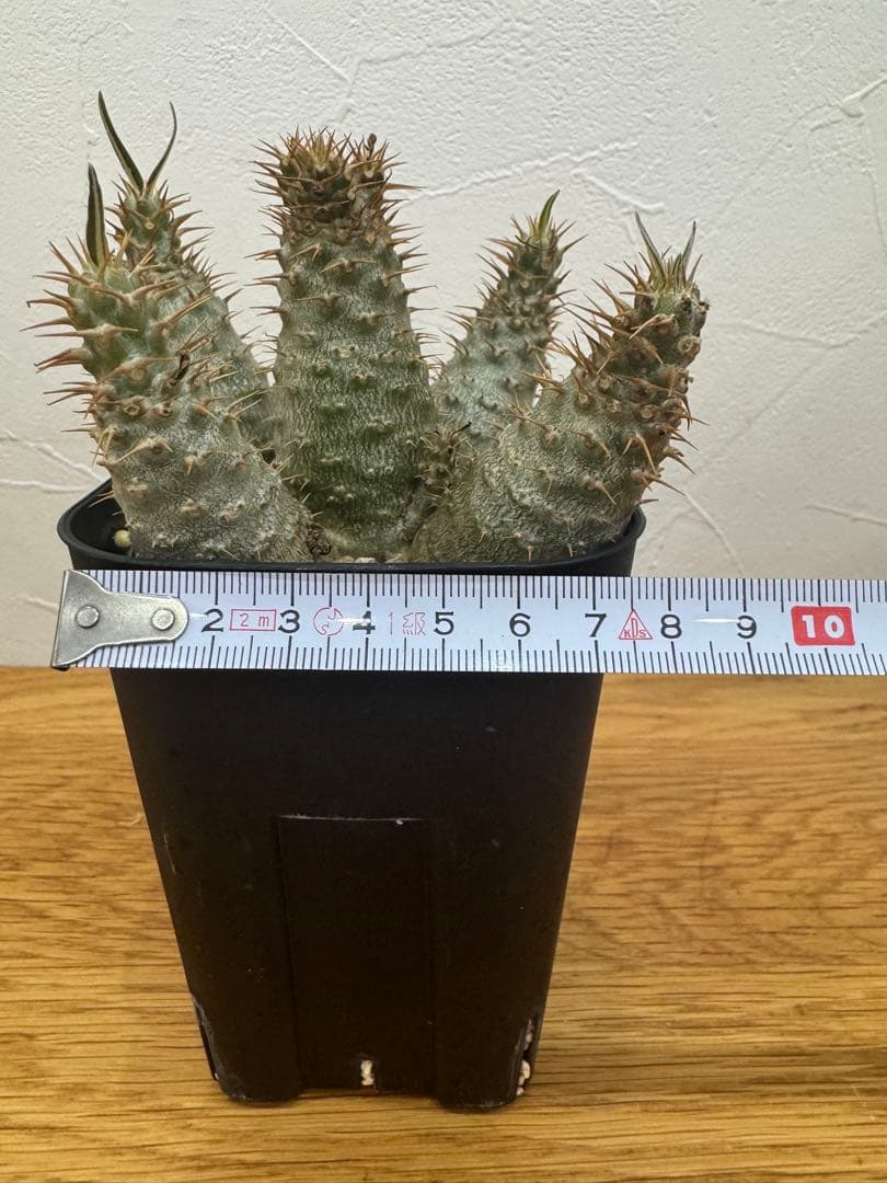 【鉢植えのまま発送】多頭 グラキリス 実生 5年株⑥