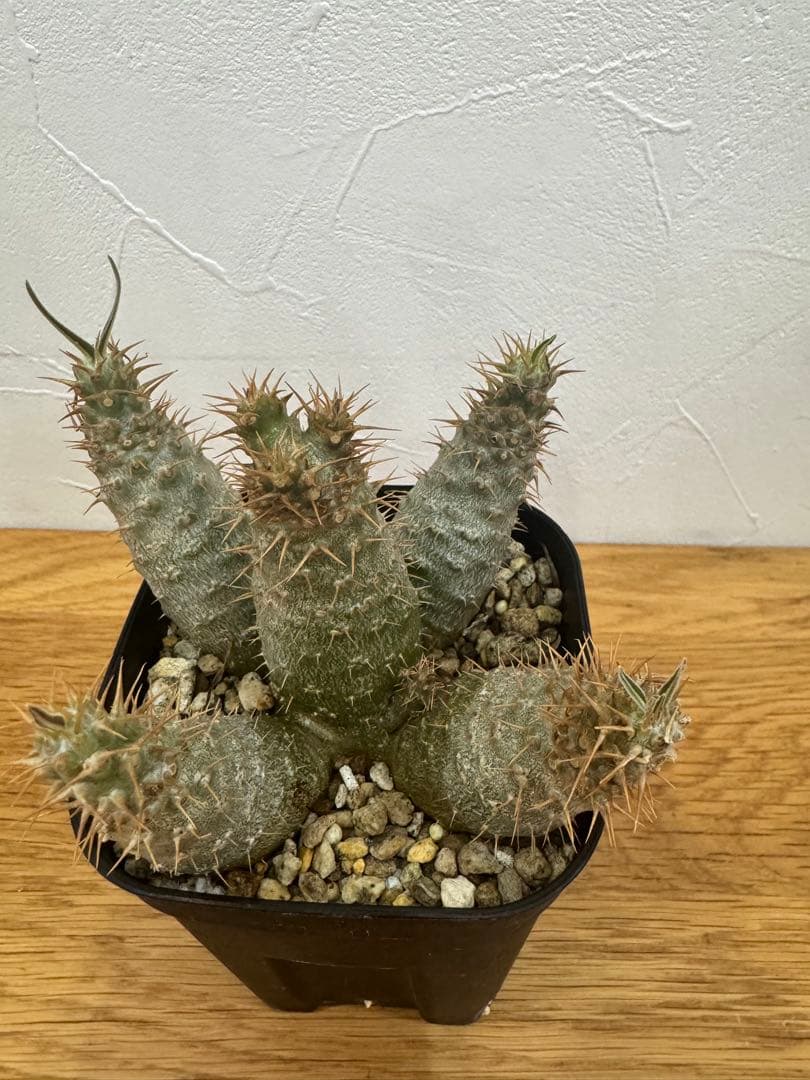 【鉢植えのまま発送】多頭 グラキリス 実生 5年株⑥