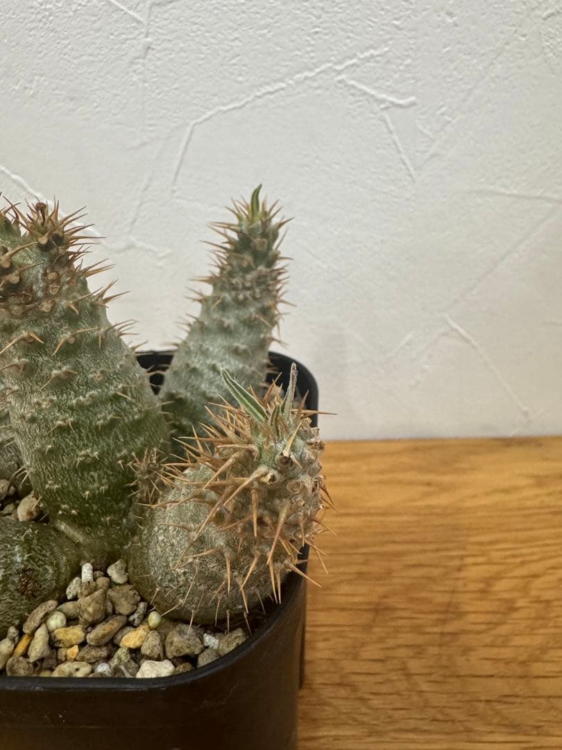 【鉢植えのまま発送】多頭 グラキリス 実生 5年株⑥