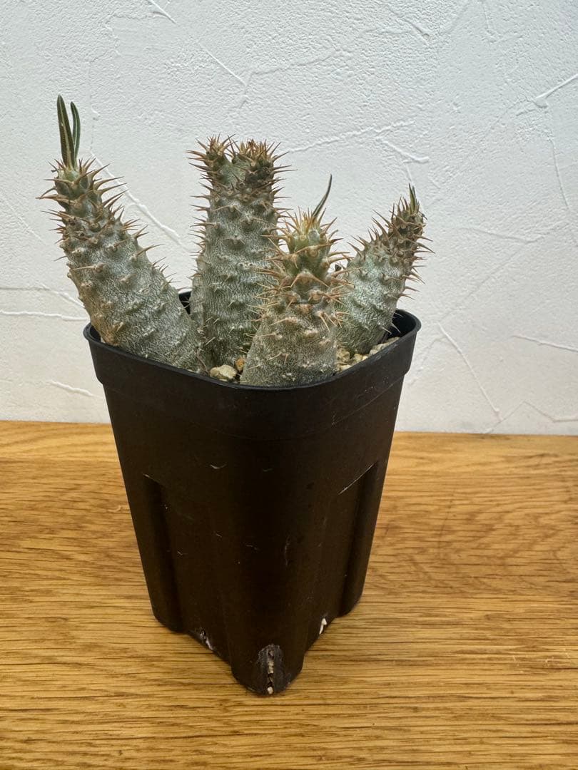 【鉢植えのまま発送】多頭 グラキリス 実生 5年株⑥