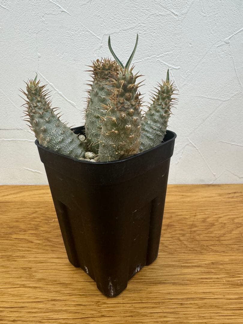 【鉢植えのまま発送】多頭 グラキリス 実生 5年株⑥