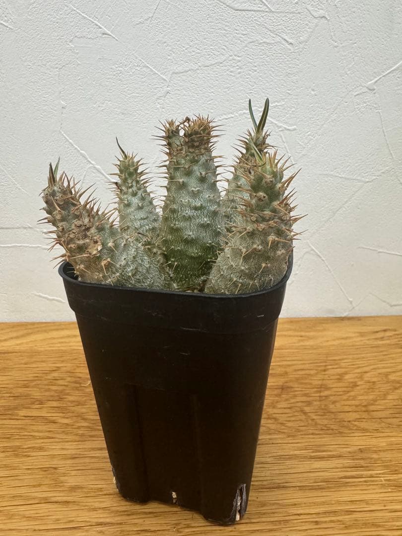 【鉢植えのまま発送】多頭 グラキリス 実生 5年株⑥