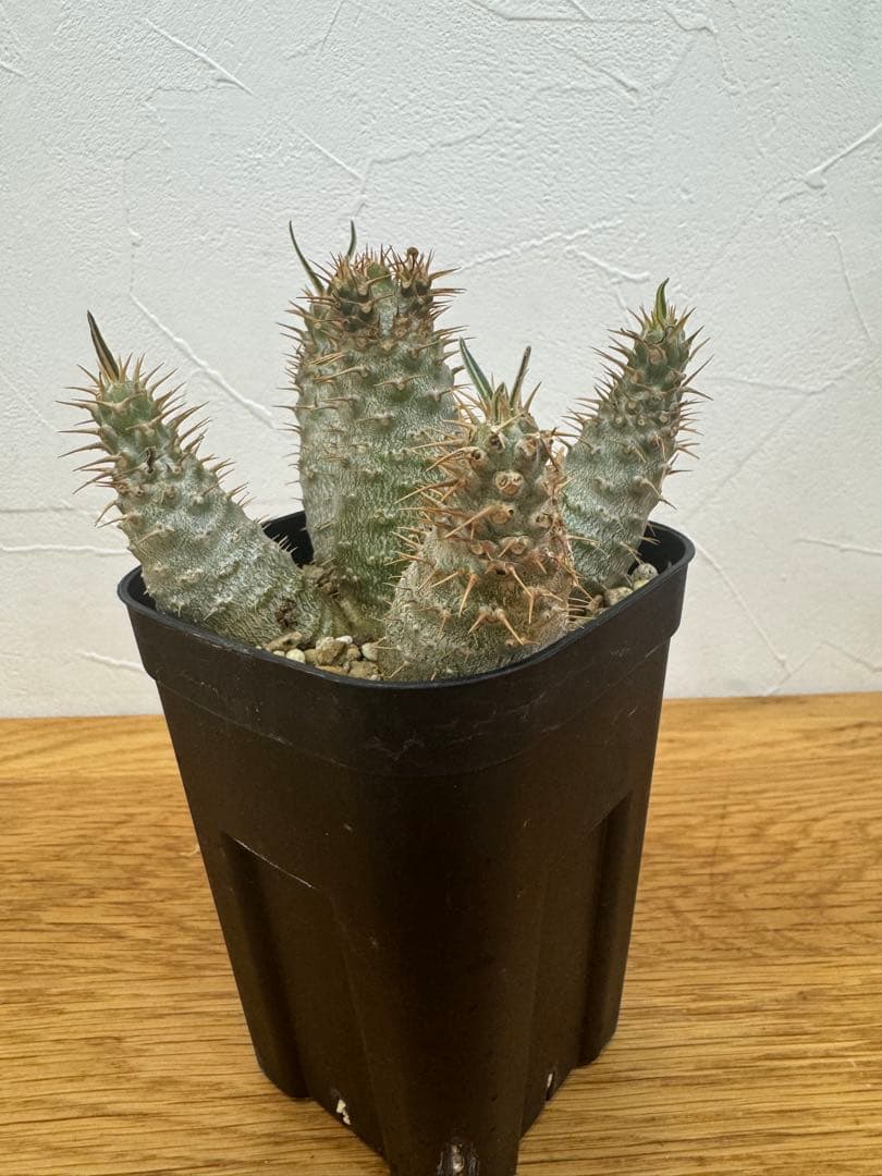 【鉢植えのまま発送】多頭 グラキリス 実生 5年株⑥