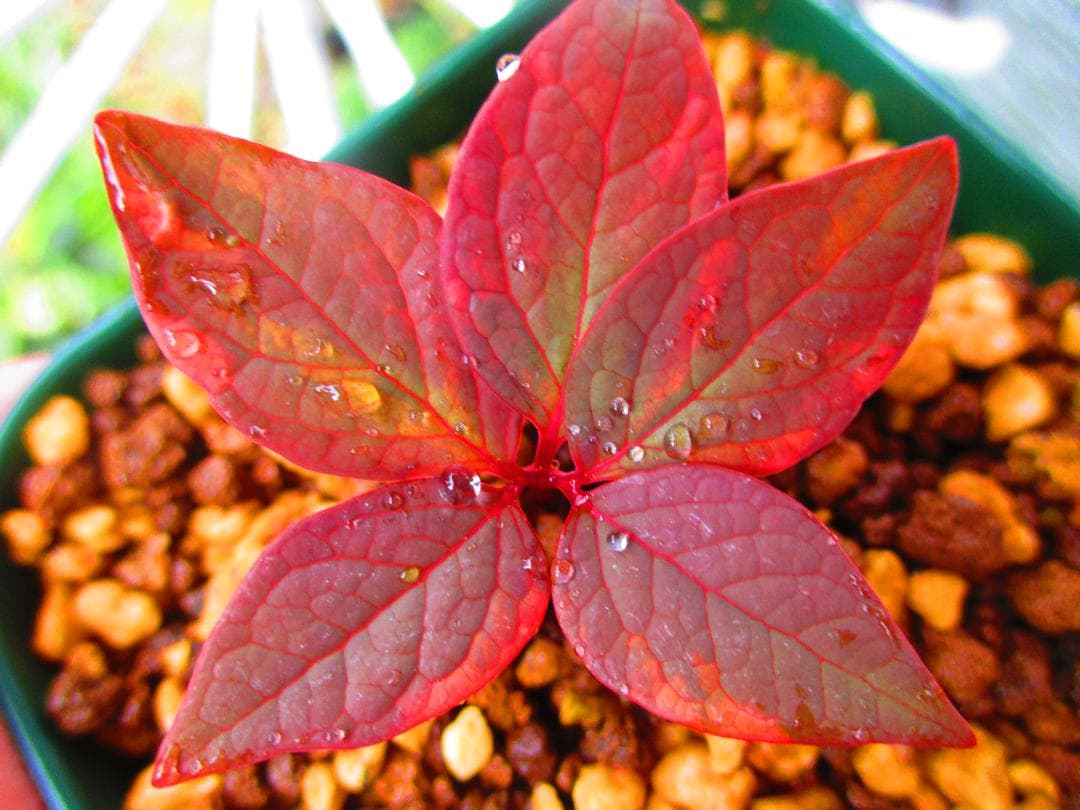 m*o様 山野草 斑入り ヤマシャクヤク　「氷酔」 最上柄