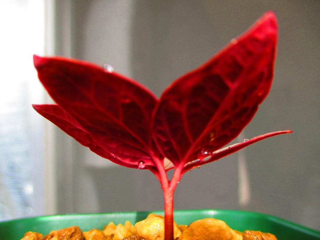 m*o様 山野草 斑入り ヤマシャクヤク　「氷酔」 最上柄