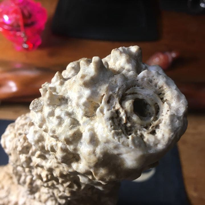 o(^▽^)o遥か昔、6000年(縄文時代)物の石筍(鍾乳石)の芸術品