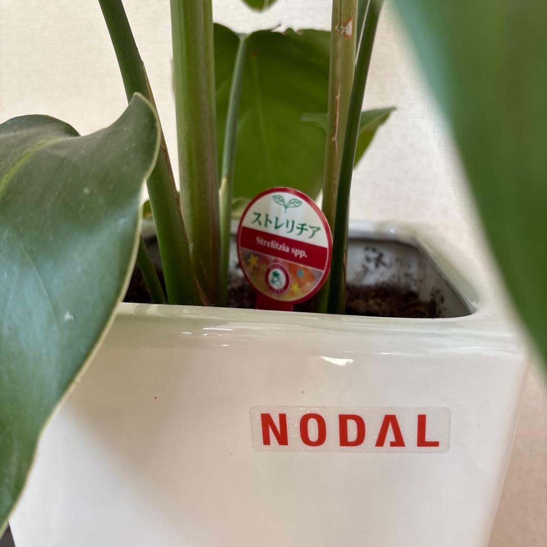 【引き取り限定】ストレリチア spp. 中型観葉植物